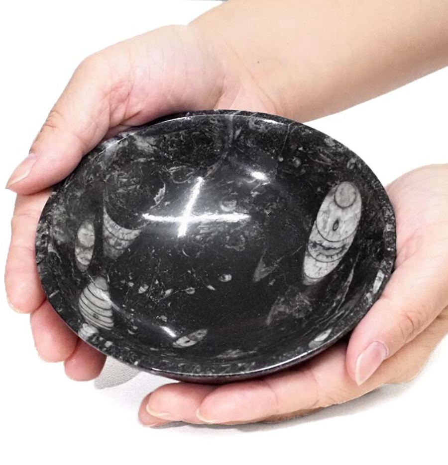 Ancient Fossil Orthoceras Bowl