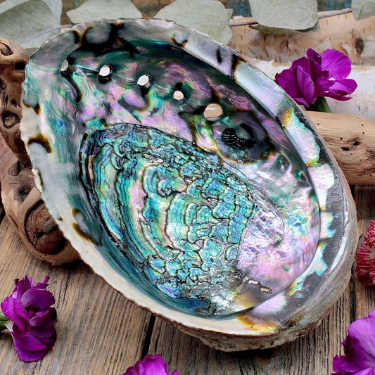Abalone Shell (Rainbow) - Smudging Bowl
