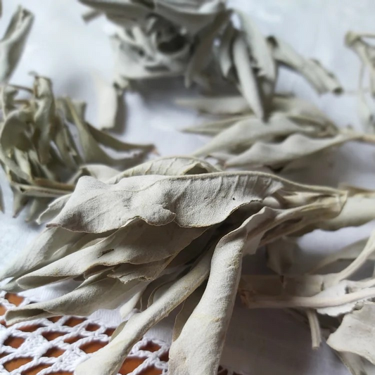 Australian Grandfather Sage Loose (30 grams)