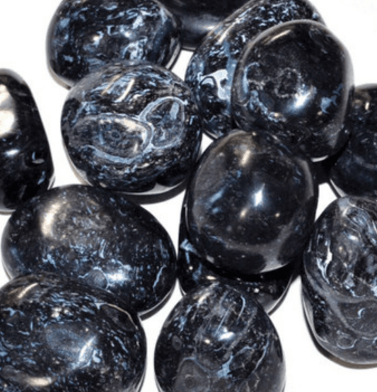 Fossil Coral: The Stone of Universal Connection - Spirit and Stardust