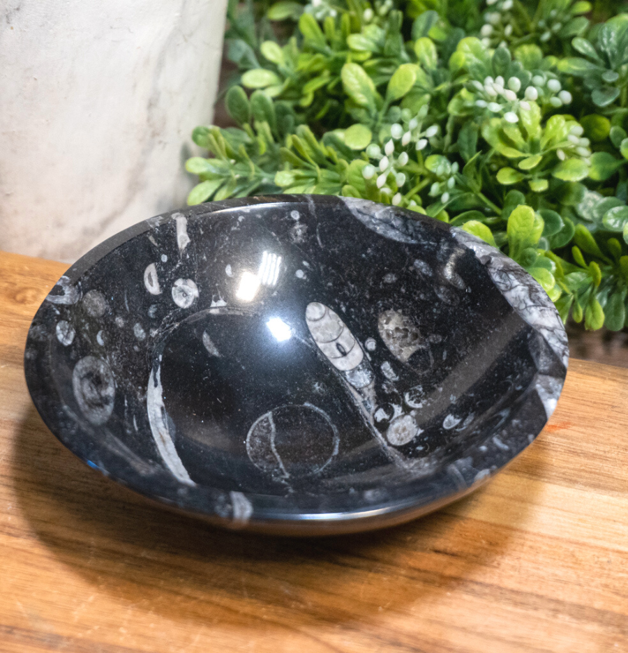 Ancient Fossil Orthoceras Bowl