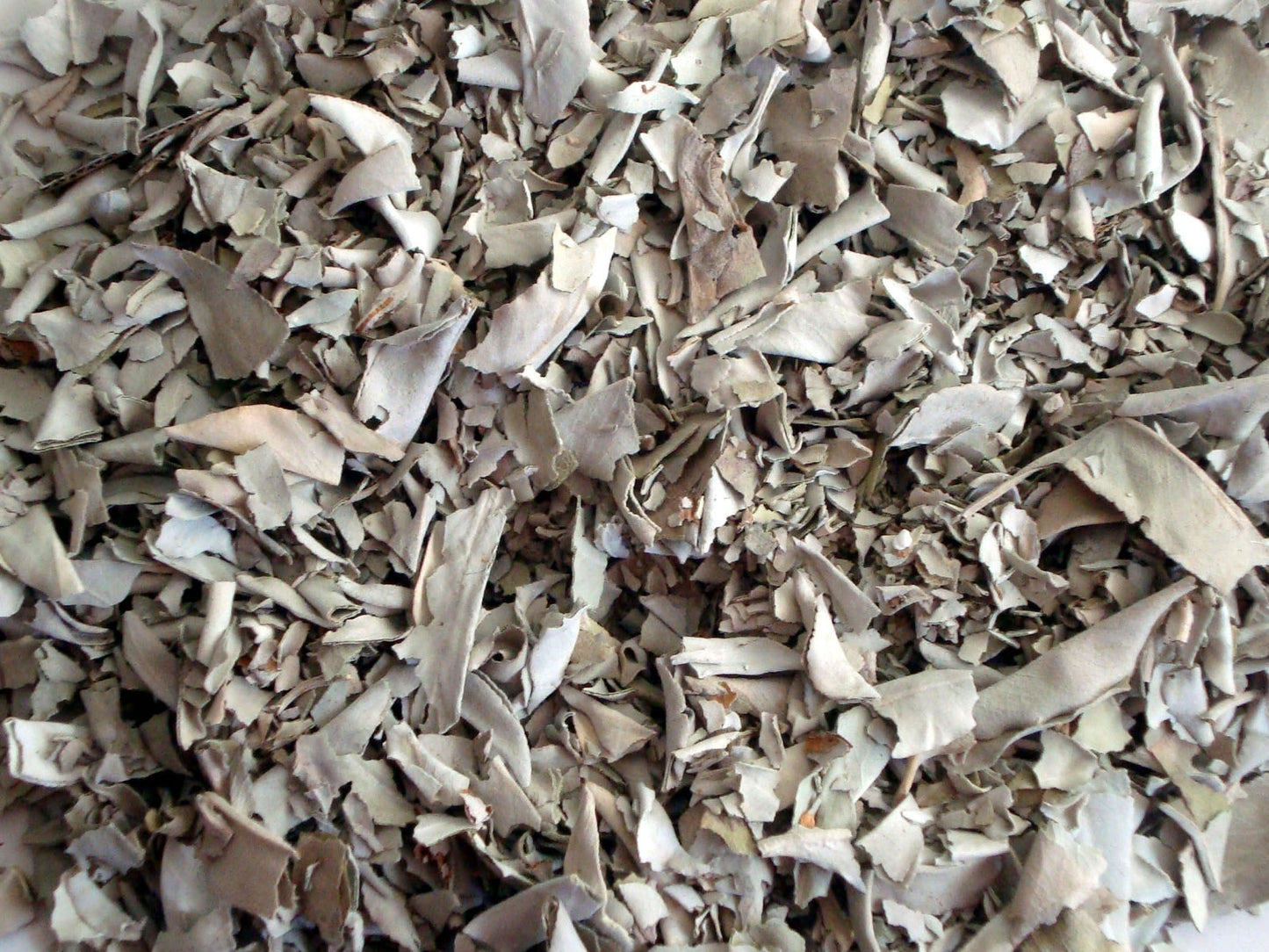 Australian Grandfather Sage Loose (30 grams)