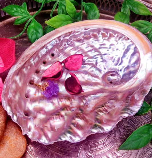 Abalone Shell - Smudging Bowl