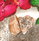 Raw Cream Moonstone - The Stone of Inner Growth - Spirit and Stardust